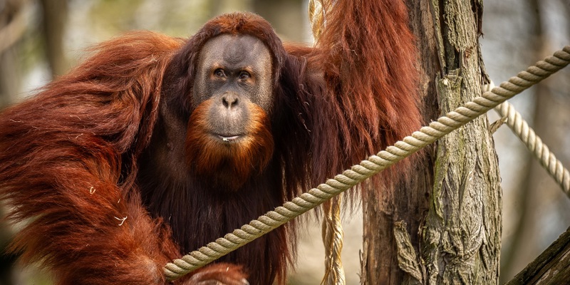 Zoo Planckendael Nieuw